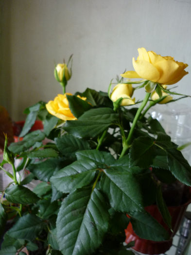 la ghiveci - Rosa - Hibi - trandafir