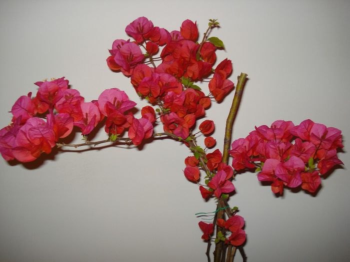 Rosie - BOUGAINVILLEA