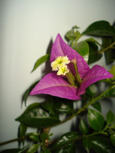 Alexandra - BOUGAINVILLEA