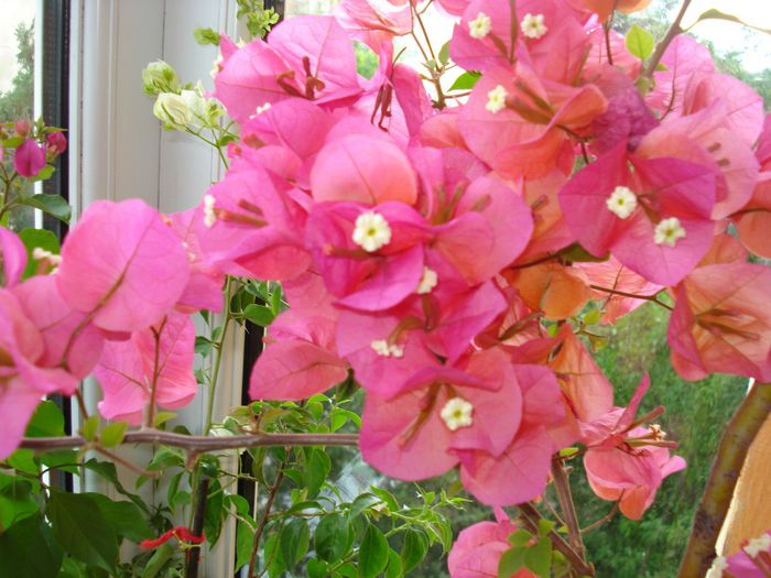 DSC06807 - BOUGAINVILLEA
