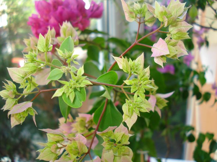 DSC07022 - BOUGAINVILLEA