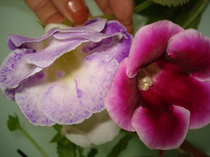 DSC09344 - GLOXINIA  2013