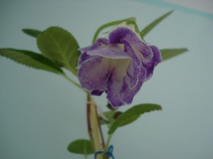 DSC09345 - GLOXINIA  2013