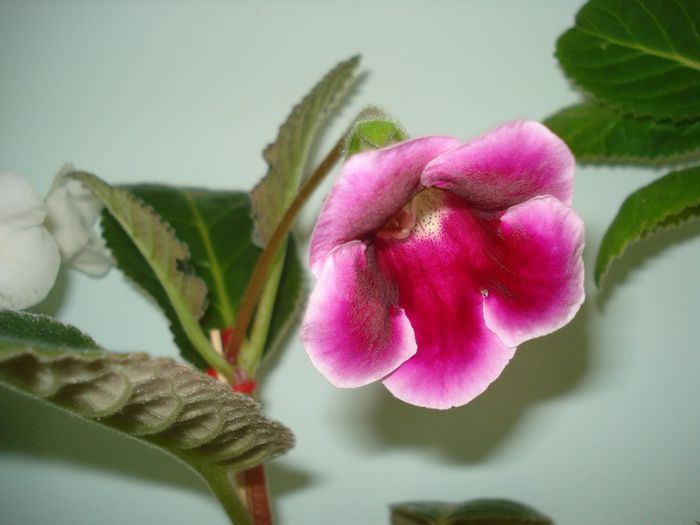 DSC09349 - GLOXINIA  2013