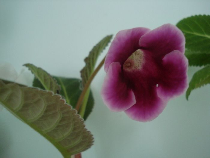 DSC09350 - GLOXINIA  2013