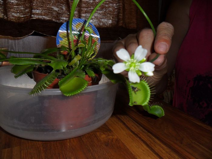 floare de dionaea muscipula - Cateva plante din colectia personala din gradina si altele la vanzare