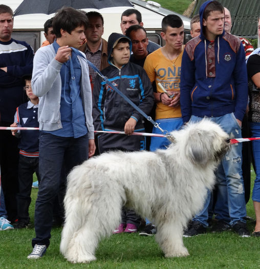 expo pastorala Rucar14