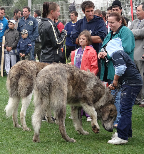expo pastorala Rucar24 - Pastorala Rucar 14sep13