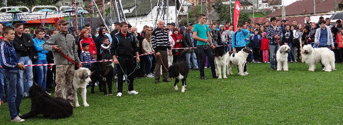 expo pastorala Rucar16