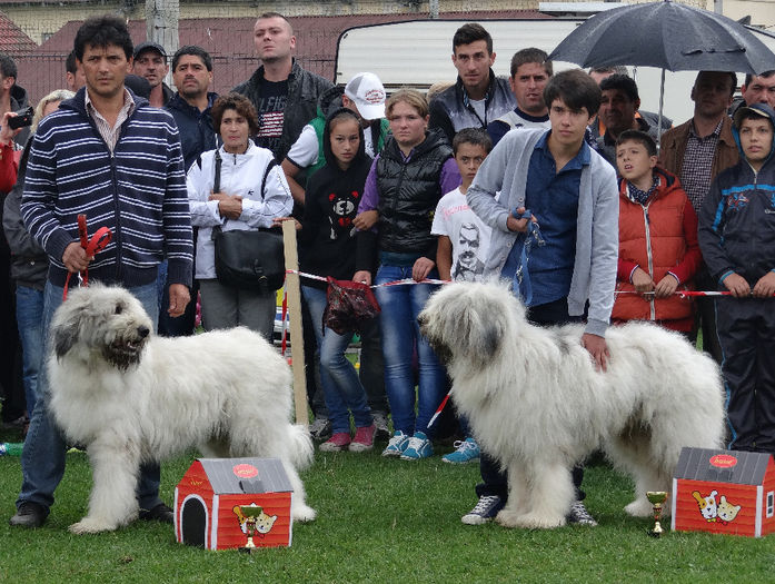 expo pastorala Rucar19
