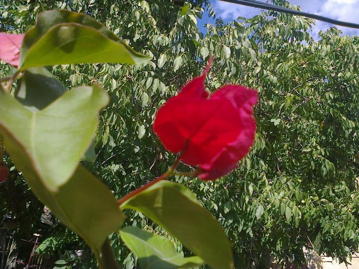  - A-Flori 2013
