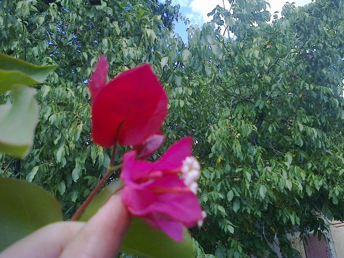  - A-Flori 2013