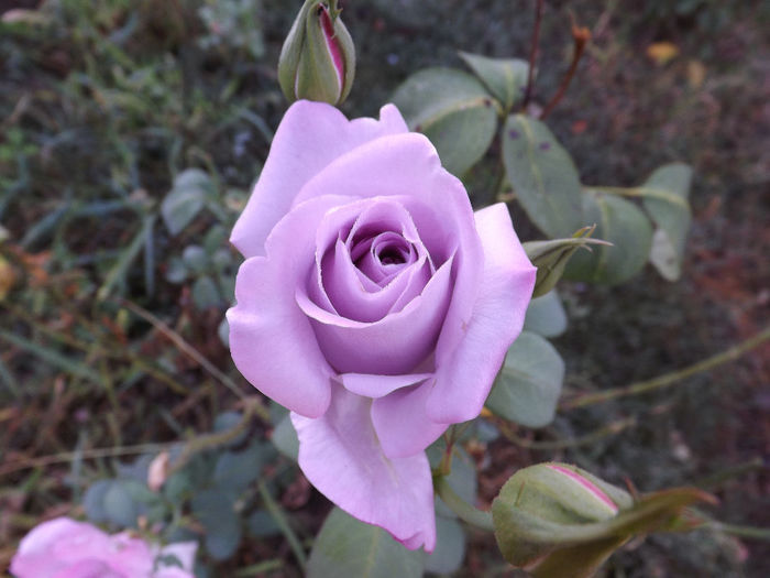 DSCF5520