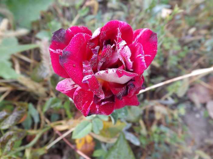 DSCF5532
