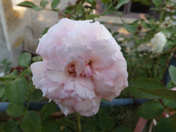 DSCF5562