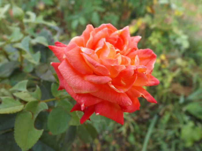 DSCF5564