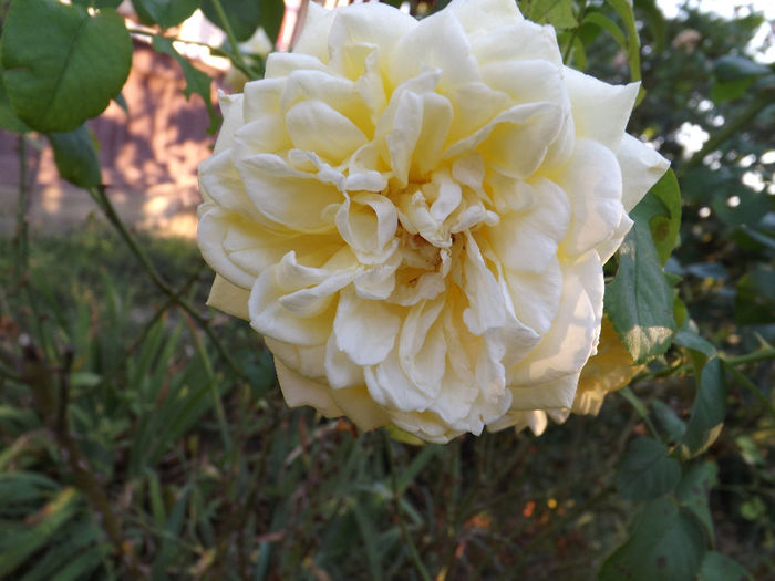 DSCF5565