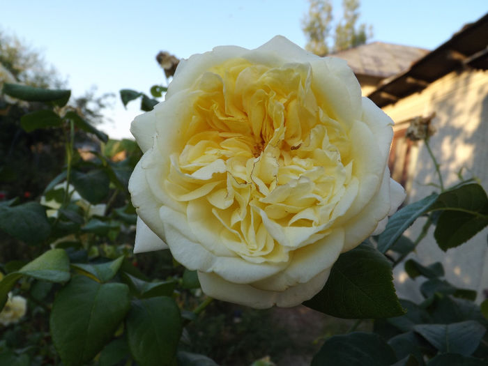DSCF5567