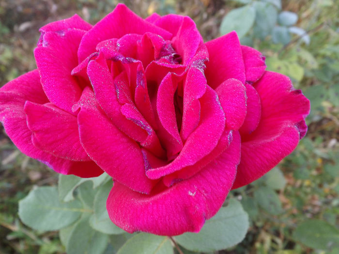 DSCF5568