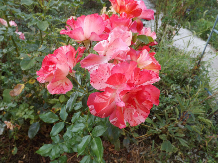 DSCF5569
