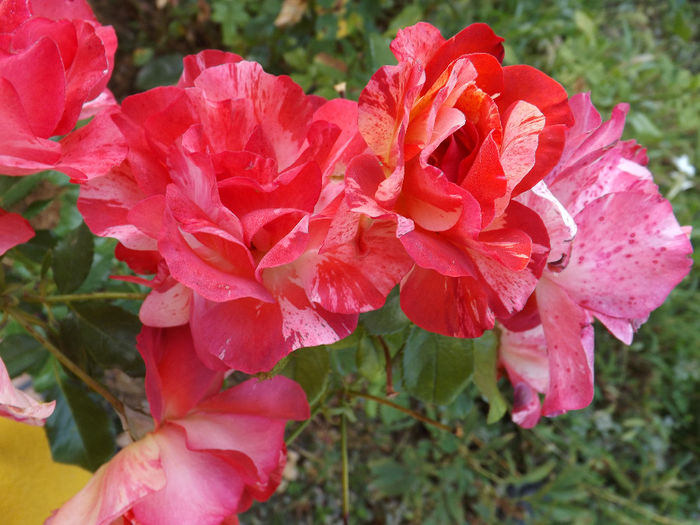 DSCF5570