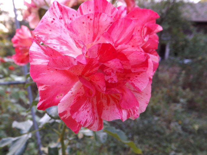 DSCF5571