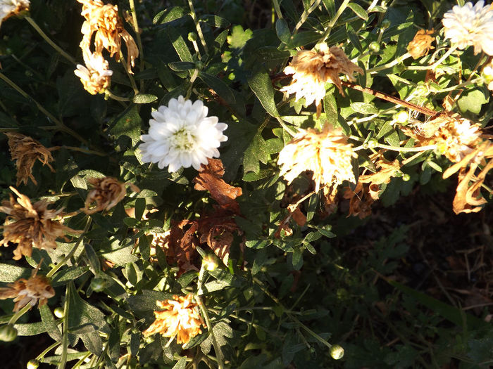 DSCF5577