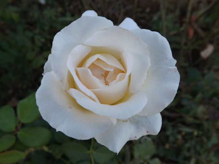 DSCF5592