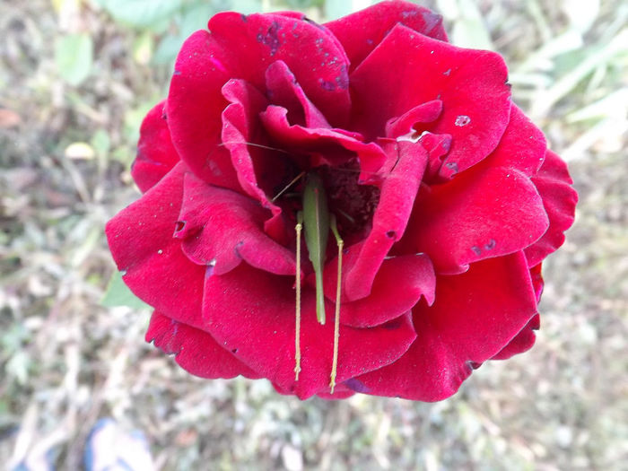 DSCF5595