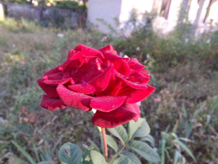 DSCF5596