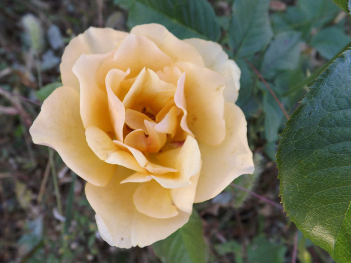 DSCF5598