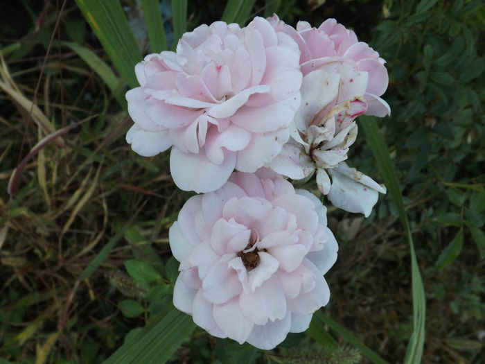 DSCF5601