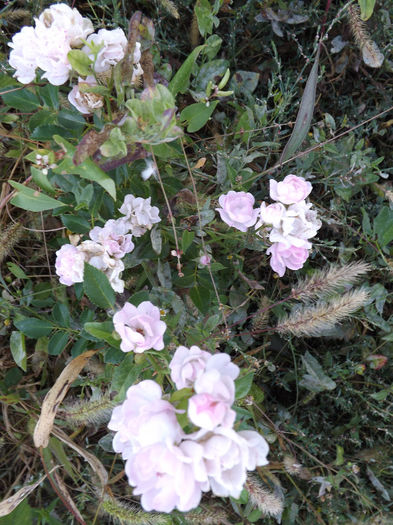 DSCF5602