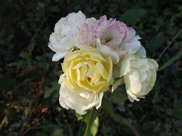 DSCF5604