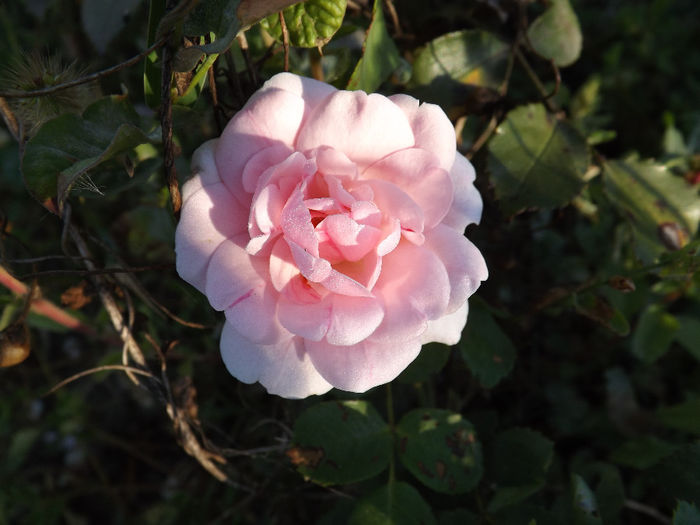 DSCF5606