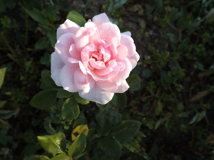 DSCF5608