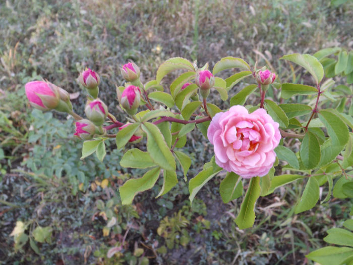 DSCF5611