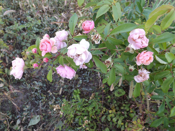 DSCF5612