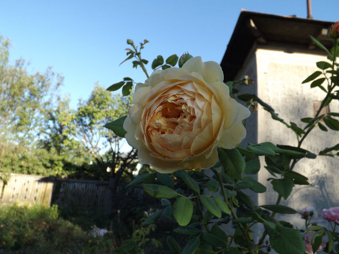 DSCF5614
