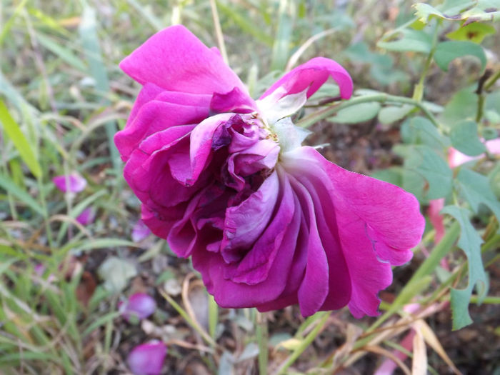 DSCF5616
