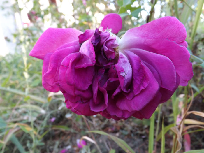 DSCF5617