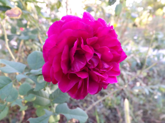 DSCF5618