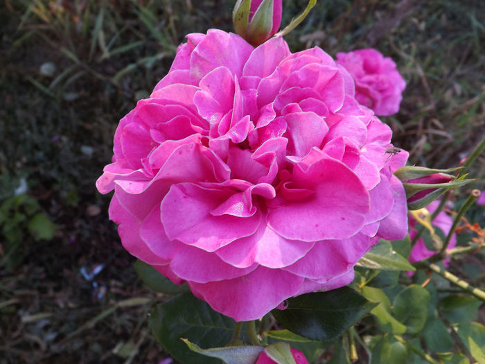 DSCF5619