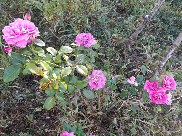 DSCF5620