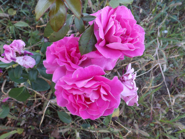 DSCF5621