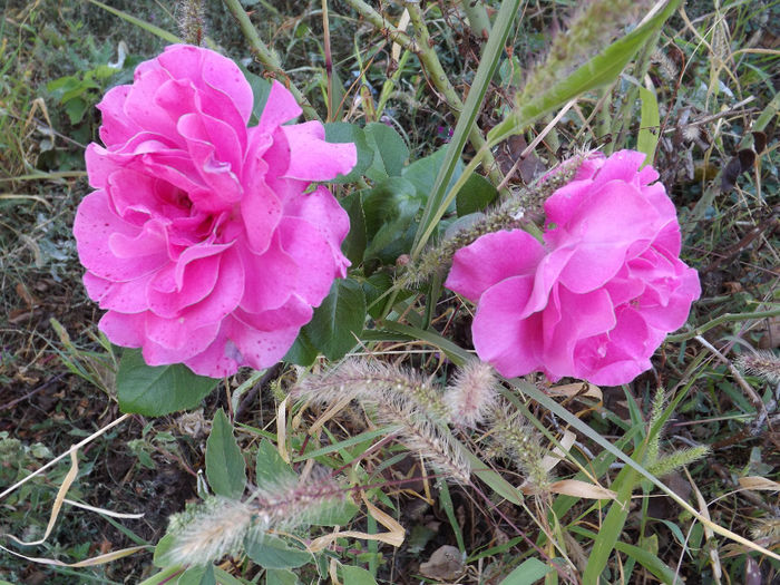 DSCF5622