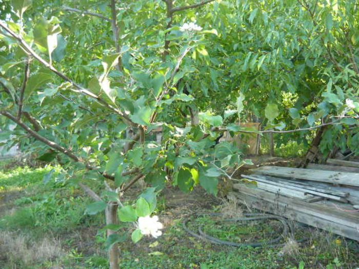 mar inflorit in septembrie - pomi -fructiferi