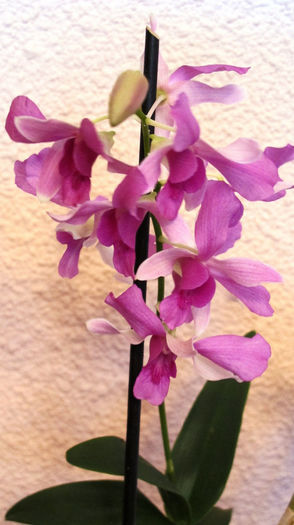 IMG_1588 - Reinfloriri orhidee 2013