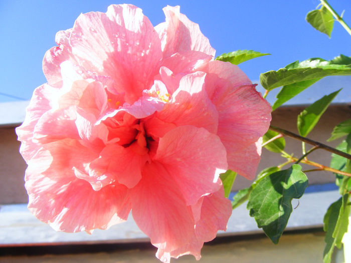 HIBISCUS PINK CLASSIC DUBLU