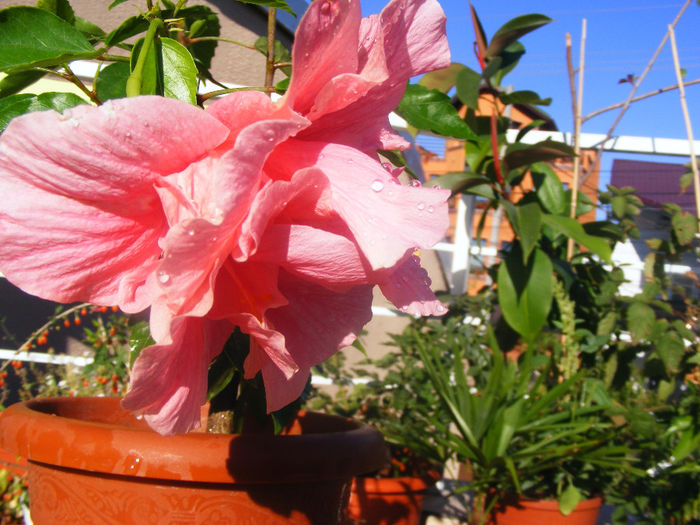 HIBISCUS PINK CLASSIC DUBLU
